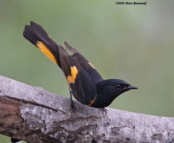 _B248242 american redstart.jpg